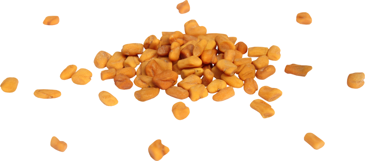 Fresh Fenugreek Seeds